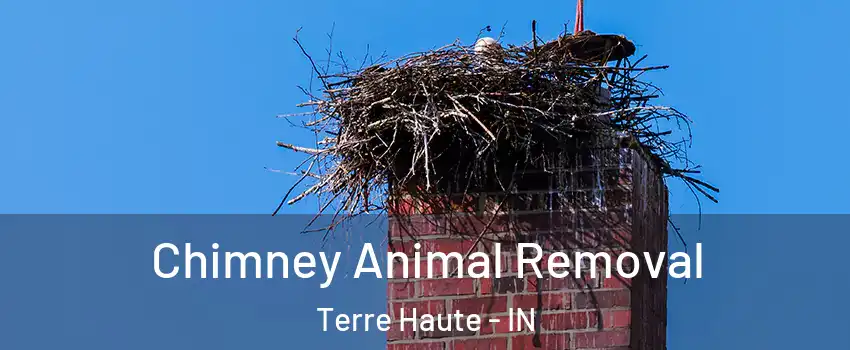 Chimney Animal Removal Terre Haute - IN