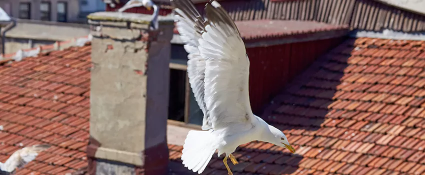 Residential Chimney Animal Removal Solution in Terre Haute, IN